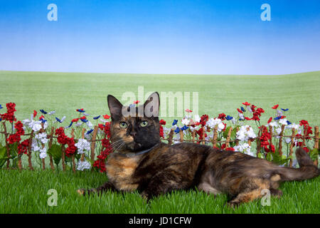 Tortie torbie tabby cat pose dans l'herbe verte cour arrière, stick clôture avec rouge, blanc, fleurs bleues derrière eux avec domaine de l'herbe derrière rechercher Banque D'Images