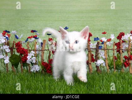 Petit chaton blanc brun moyen avec des tache marron au milieu de la tête debout dans l'herbe verte en face de clôture avec bâton rouge, blanc, bleu, fleurs Banque D'Images