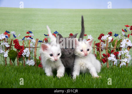 Trois chatons duveteux, gris blanc deux assis dans l'herbe verte cour arrière, stick clôture avec rouge, blanc, fleurs bleues derrière eux avec domaine de Banque D'Images