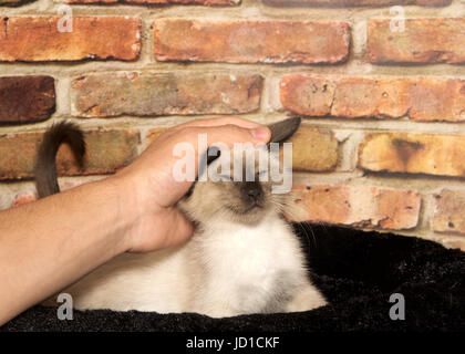 Les jeunes hommes qui part de flatter un chaton siamois chaton contenu, pose dans un flou noir lit avec mur de brique, les yeux fermés comme il aime être caressé Banque D'Images