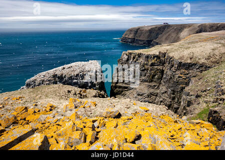 Paysage côtier robuste au cap Sainte-Marie Réserve écologique, Cap Sainte-Marie, péninsule d'Avalon, Terre-Neuve, Canada Banque D'Images