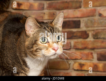 Portrait de profil d'un chat calico debout devant un mur de brique à la droite pour les téléspectateurs, copy space Banque D'Images