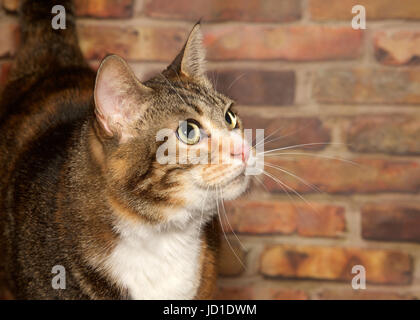 Portrait de profil d'un chat calico debout devant un mur de brique à la légère hausse et à droite les téléspectateurs, copy space Banque D'Images