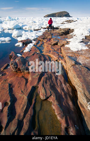 Personne qui marche sur la côte rocheuse et la glace de mer dans Maberly, près d'Elliston sur Cap Bonavista, Terre-Neuve, Canada Banque D'Images