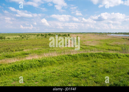 Paysage de polders avec Highland cattle et l'herbe sur balançoire île dans l'estuaire de Haringvliet, Hollande méridionale, Pays-Bas Banque D'Images