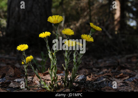 Un groupe de fleurs de tussilage fleurs dans leur environnement naturel, la Finlande, la région de Puumala Banque D'Images