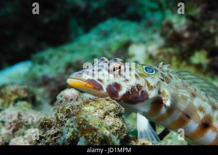 Sandperch grillagées est allongé sur un morceau de corail en attente d'un courrier, Panglao, Philippines Banque D'Images