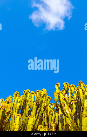 Bleu, fleur, fleurir, s'épanouir, descendances, florissante, fruits, cactus, poires, Banque D'Images