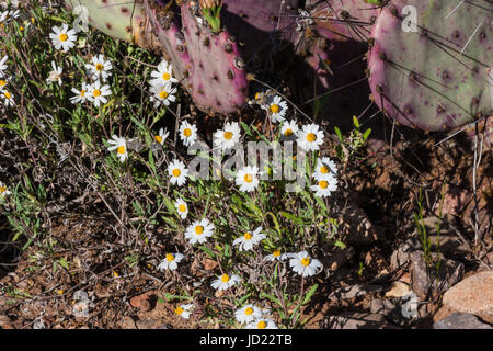 Fleurs sauvages, plaines Blackfoot Melampodium leucanthum, dans le parc national Big Bend au Texas. Banque D'Images