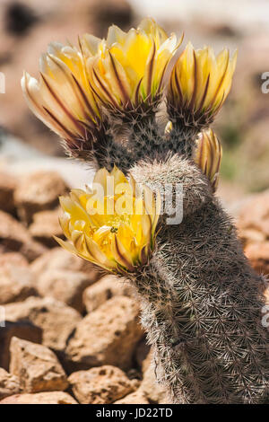 Cactus arc-en-ciel en fleur, Echinocereus dasyacanthus, dans la région de Big Bend Ranch State Park au Texas. Banque D'Images