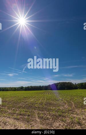 Photo paysage vertical avec motif naturel de champ vert avec de jeunes plants de maïs frais. Sombre ciel bleu avec soleil et des poutres à long blanc Banque D'Images