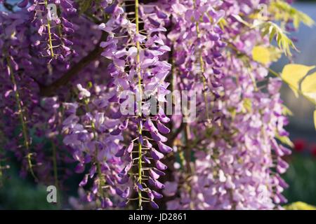 Bumblebee sur Wisteria Banque D'Images