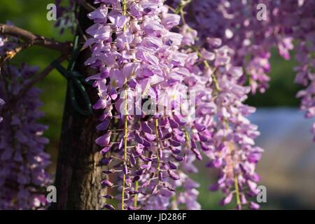 Bumblebee sur Wisteria Banque D'Images
