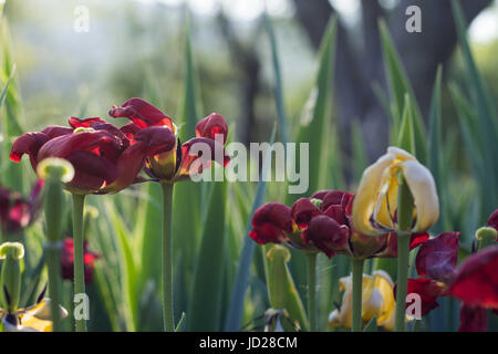 Tulipes à sec dans le coucher du soleil Banque D'Images