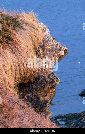 En face du rocher près de le phare de Lobster Cove Head - Gros Morne National Park, Rocky Harbour, Terre-Neuve, Canada Banque D'Images