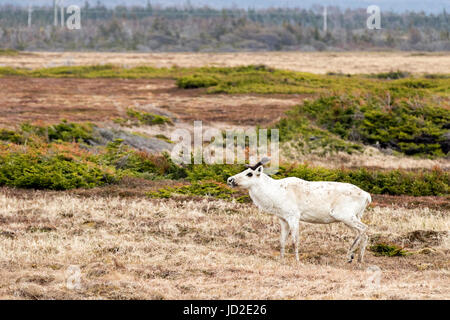 Caribou - le parc national du Gros-Morne, à Terre-Neuve, Canada Banque D'Images