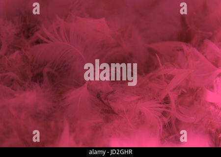 Le tas de plumes roses. Le plumage en vue rapprochée. Banque D'Images