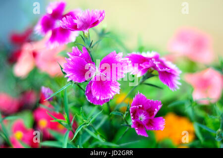 Dianthus rose qui fleurit en été Banque D'Images