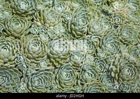 Couvre-sol dense de Echeveria elegans plantes succulentes - Boule mexicain aussi blanc ou rose mexicain Banque D'Images