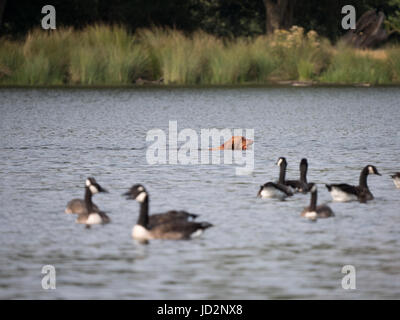 Un chien piscine illégalement dans le stylo d'étangs, Richomd,Parc de Londres et à rendre le système nerveux des oiseaux Banque D'Images