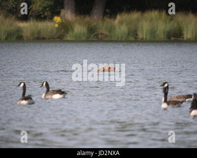 Un chien piscine illégalement dans le stylo d'étangs, Richomd,Parc de Londres et à rendre le système nerveux des oiseaux Banque D'Images