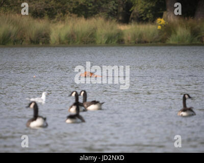 Un chien piscine illégalement dans le stylo d'étangs, Richomd,Parc de Londres et à rendre le système nerveux des oiseaux Banque D'Images