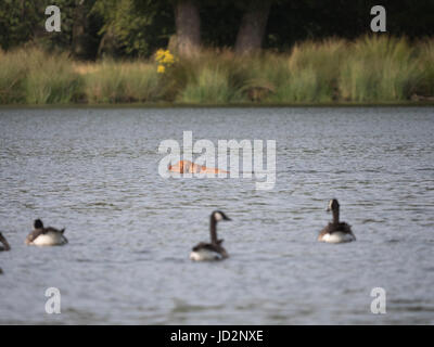 Un chien piscine illégalement dans le stylo d'étangs, Richomd,Parc de Londres et à rendre le système nerveux des oiseaux Banque D'Images