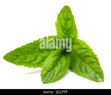 Feuilles de menthe poivrée fraîche isolé sur le fond blanc, chemin de détourage inclus. Banque D'Images