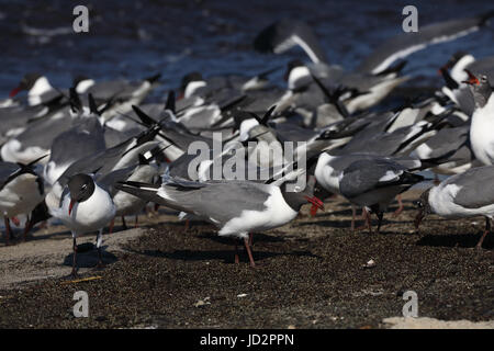 Les goélands (Leucophaeus atricilla laughing), se nourrissant d'œufs de limules, Delaware, New Jersey Banque D'Images