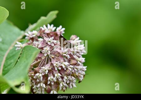 Petit papillon noir (Rhopalocera) on flowering plant Banque D'Images