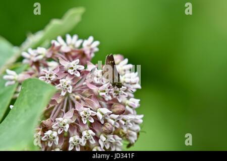 Petit papillon noir (Rhopalocera) on flowering plant Banque D'Images