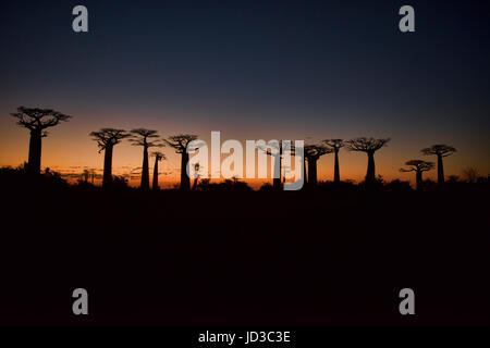 Coucher du soleil sur l'Avenue des baobabs, Madagascar Banque D'Images