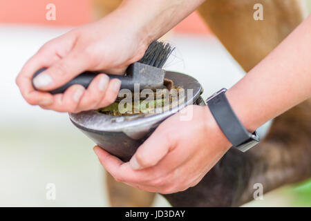 Soins des sabots sur une jambe cheval brun Banque D'Images