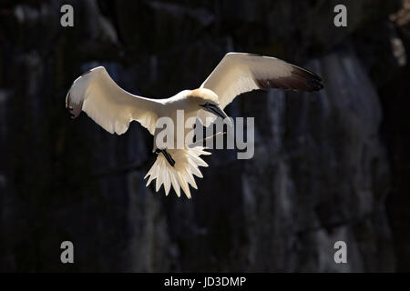 Fou de Bassan (Morus bassanus) en vol au cap Sainte-Marie Réserve écologique, Cap Sainte-Marie, péninsule d'Avalon, Terre-Neuve, Canada Banque D'Images