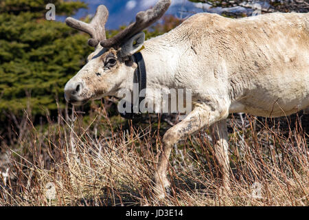 Close-up de caribou avec un collier de suivi - le parc national du Gros-Morne, à Terre-Neuve, Canada Banque D'Images