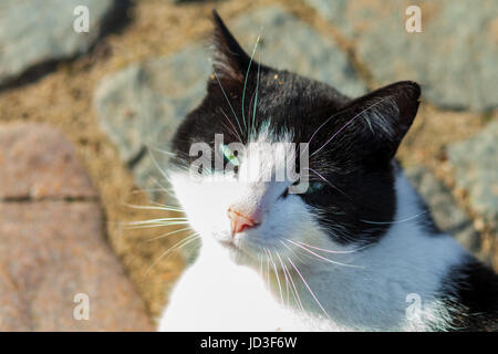 Un chat blanc noir ressemble à l'appareil photo Banque D'Images