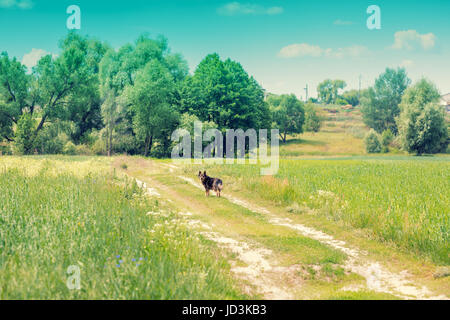 Paysage rural. Route de terre dans le champ. Un chien se tient sur la route. Banque D'Images