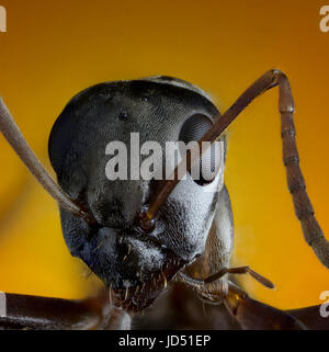 Little Brown Ant sur fond orange extreme macro photographie Banque D'Images