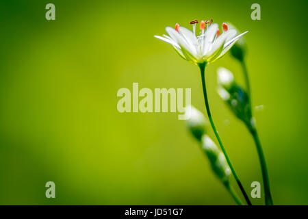 Belle Prairie saxifrage (Saxifraga granulata) macro photographie Banque D'Images