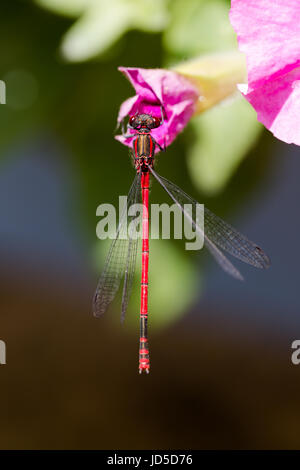 Grande demoiselle, Pyrrhosoma nymphula rouge, homme, reposant sur la tête de pétunia fleur, macro. Orientation verticale Banque D'Images