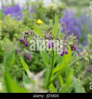 La grande consoude plante avec des fleurs violettes Banque D'Images