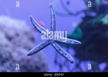 L'étoile bleue Linckia laevigata est aussi appelé le blue sea star ou la Linckia bleu Banque D'Images