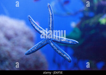 L'étoile bleue Linckia laevigata est aussi appelé le blue sea star ou la Linckia bleu Banque D'Images