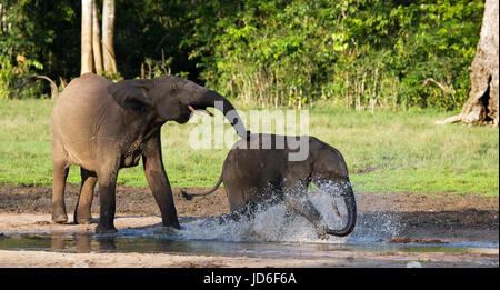 Éléphants de forêt jouant les uns avec les autres. République centrafricaine. République du Congo. Réserve spéciale de Dzanga-Sangha. Banque D'Images