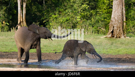 Éléphants de forêt jouant les uns avec les autres. République centrafricaine. République du Congo. Réserve spéciale de Dzanga-Sangha. Banque D'Images