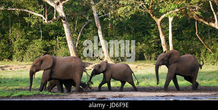 Groupe d'éléphants de forêt à la lisière de la forêt. République du Congo. Réserve spéciale de Dzanga-Sangha. République centrafricaine. Banque D'Images