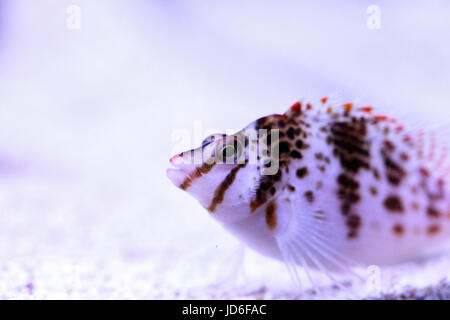 Falco hawkfish Cirrhitichthys falco sur les perchoirs et attend ses proies dans un aquarium récifal. Banque D'Images