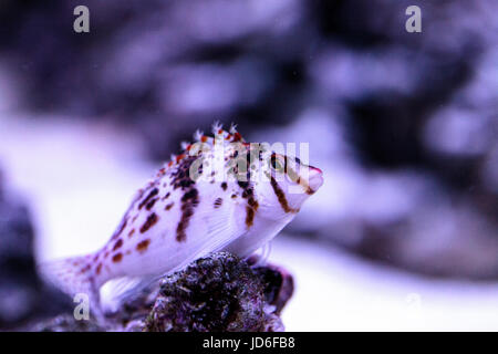 Falco hawkfish Cirrhitichthys falco sur les perchoirs et attend ses proies dans un aquarium récifal. Banque D'Images