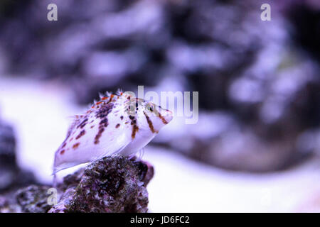 Falco hawkfish Cirrhitichthys falco sur les perchoirs et attend ses proies dans un aquarium récifal. Banque D'Images