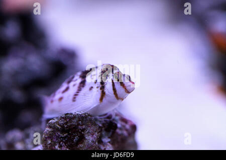 Falco hawkfish Cirrhitichthys falco sur les perchoirs et attend ses proies dans un aquarium récifal. Banque D'Images